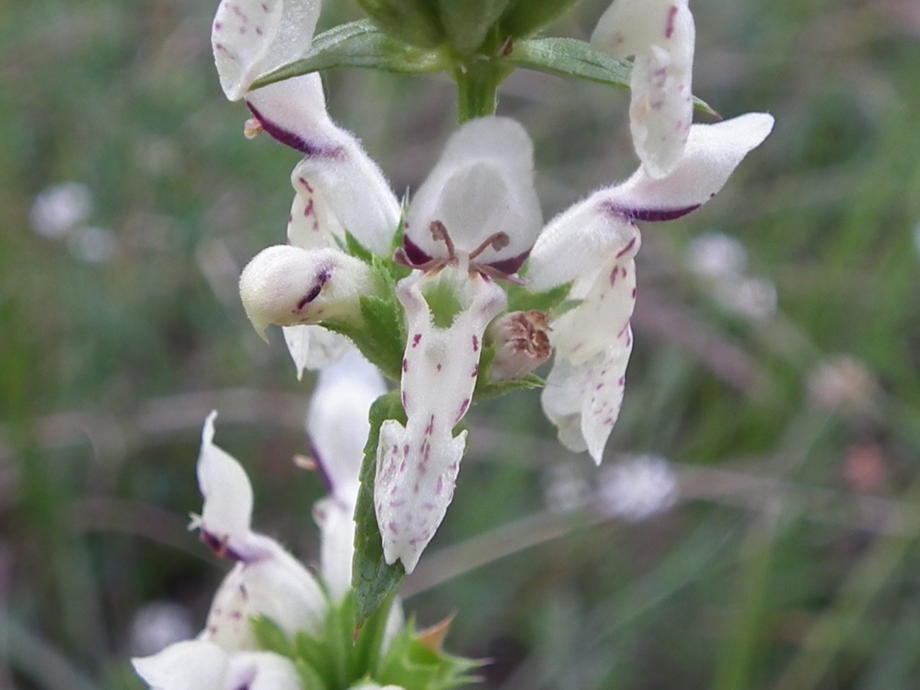 Stachys recta